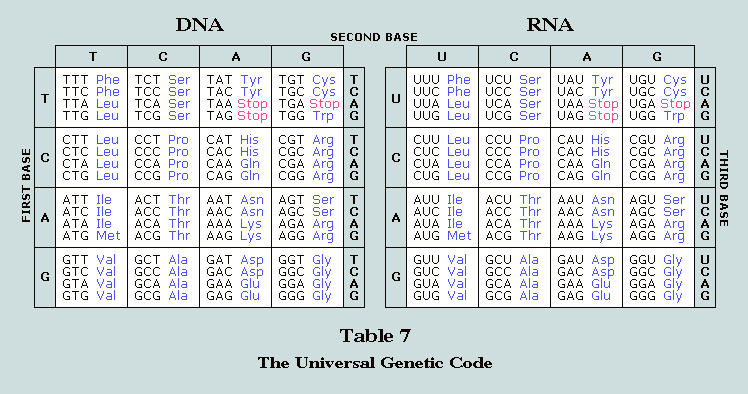 Dna To Rna Codon Chart